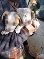 American Pit Bull Terrier Puppies for sale in Norman, OK, USA. price: $100