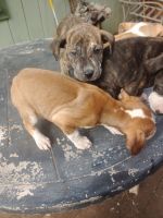 American Pit Bull Terrier Puppies for sale in Shasta Lake, California. price: $375
