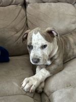 American Pit Bull Terrier Puppies for sale in Lake Stevens, Washington. price: $600