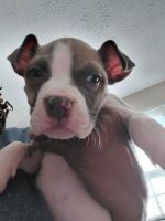 American Pit Bull Terrier Puppies for sale in Jacksonville, Florida. price: $125