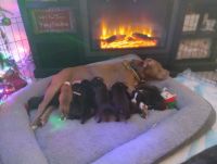 American Pit Bull Terrier Puppies for sale in Deerfield Beach, Florida. price: $200