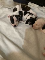 American Pit Bull Terrier Puppies for sale in Ft. Myers, Florida. price: $300