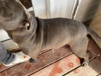 American Pit Bull Terrier Puppies for sale in Dundalk, Maryland. price: $800