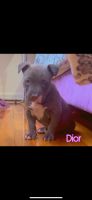 American Pit Bull Terrier Puppies for sale in Brooklyn, New York. price: $15,000