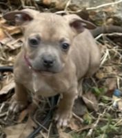American Pit Bull Terrier Puppies for sale in Memphis, Tennessee. price: $200