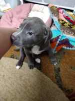 American Pit Bull Terrier Puppies for sale in Milton, West Virginia. price: NA