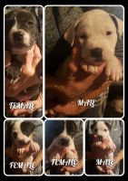 American Pit Bull Terrier Puppies for sale in Smiths, Alabama. price: $300