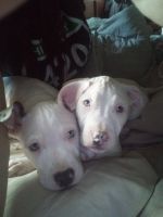 American Pit Bull Terrier Puppies for sale in Flint, MI 48506, USA. price: $200