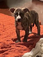 American Pit Bull Terrier Puppies for sale in Snellville, Georgia. price: NA