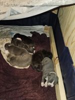 American Pit Bull Terrier Puppies for sale in St. Louis, Missouri. price: $500
