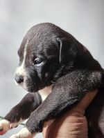 American Pit Bull Terrier Puppies for sale in Bladensburg, Maryland. price: $100