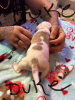 American Pit Bull Terrier Puppies for sale in Winchendon, Massachusetts. price: $1,000