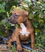 American Pit Bull Terrier Puppies for sale in Pompano Beach, FL 33060, USA. price: $280