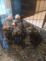 American Pit Bull Terrier Puppies for sale in Newport News, Virginia. price: $400