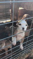 American Pit Bull Terrier Puppies for sale in Jeffersonville, Georgia. price: $600