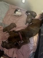 American Pit Bull Terrier Puppies for sale in Virginia Beach, VA, USA. price: $300