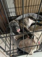 American Pit Bull Terrier Puppies for sale in Lake Elsinore, California. price: $300