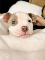 American Pit Bull Terrier Puppies for sale in Coolidge, Arizona. price: $375