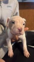 American Pit Bull Terrier Puppies for sale in New Iberia, Louisiana. price: $200