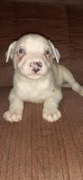 American Pit Bull Terrier Puppies for sale in Shreveport, Louisiana. price: $50