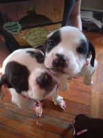 American Pit Bull Terrier Puppies for sale in Lansing, Michigan. price: $300