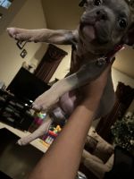 American Pit Bull Terrier Puppies for sale in Spencer, Oklahoma. price: $1,500