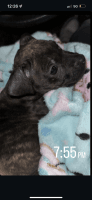 American Pit Bull Terrier Puppies for sale in Baltimore, Maryland. price: $750