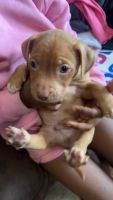 American Pit Bull Terrier Puppies for sale in Jackson, Mississippi. price: $100