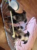 American Pit Bull Terrier Puppies for sale in Tallahassee, Florida. price: $300