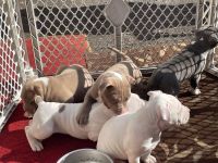 American Pit Bull Terrier Puppies for sale in Winchester, New Hampshire. price: $600