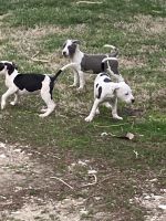 American Pit Bull Terrier Puppies for sale in Kennett, Missouri. price: $500