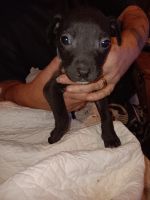 American Pit Bull Terrier Puppies for sale in Flint, MI, USA. price: $250