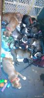 American Pit Bull Terrier Puppies for sale in Gooding, Idaho. price: NA