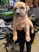American Pit Bull Terrier Puppies for sale in Kapolei, Hawaii. price: $3,500