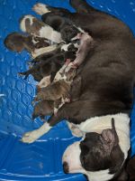 American Pit Bull Terrier Puppies for sale in South Houston, Texas. price: $1,500