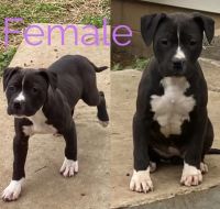 American Pit Bull Terrier Puppies for sale in Clarksville, Tennessee. price: $150