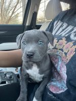 American Pit Bull Terrier Puppies for sale in Rock Hill, SC 29730, USA. price: $1,500