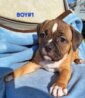American Pit Bull Terrier Puppies for sale in Mt. Olive, North Carolina. price: NA