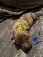 American Pit Bull Terrier Puppies for sale in Amarillo, Texas. price: $100