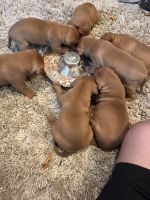 American Pit Bull Terrier Puppies for sale in Derry, New Hampshire. price: $500