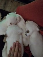 American Pit Bull Terrier Puppies for sale in Jacksonville, North Carolina. price: $200