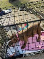 American Pit Bull Terrier Puppies for sale in Camden, South Carolina. price: $450