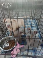 American Pit Bull Terrier Puppies for sale in San Antonio, Texas. price: $300