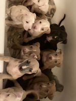 American Pit Bull Terrier Puppies for sale in Elberton, GA 30635, USA. price: NA