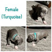 American Pit Bull Terrier Puppies for sale in Frederick, Maryland. price: $1,500