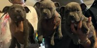 American Pit Bull Terrier Puppies for sale in San Jose, California. price: NA