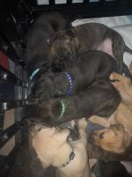 American Pit Bull Terrier Puppies for sale in Birmingham, Alabama. price: $1,250