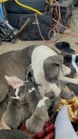 American Pit Bull Terrier Puppies for sale in San Antonio, Texas. price: $450