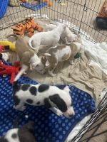 American Pit Bull Terrier Puppies for sale in Lexington, South Carolina. price: $175