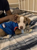 American Pit Bull Terrier Puppies for sale in Staten Island, New York. price: $200